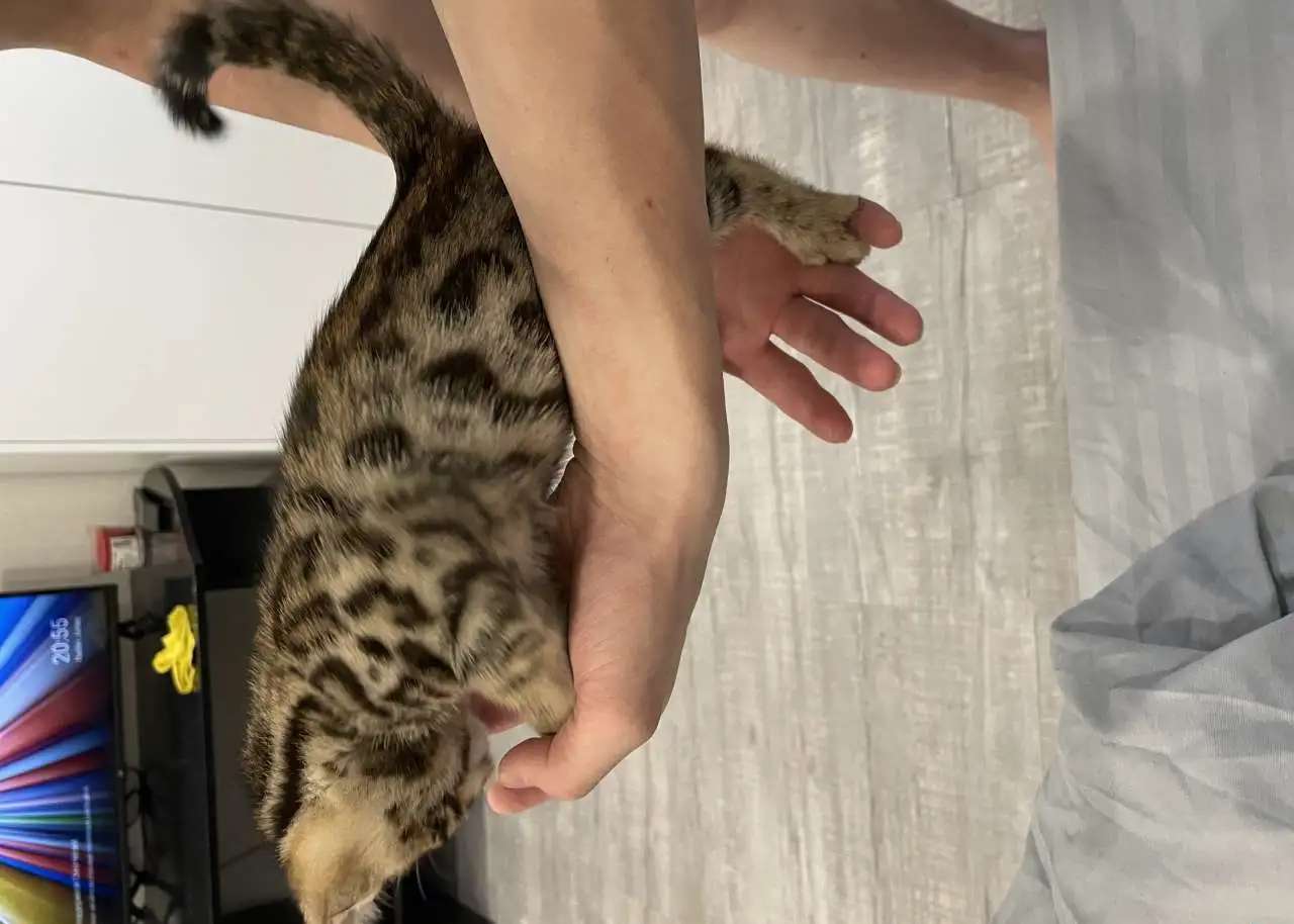 Бенгальский котёнок