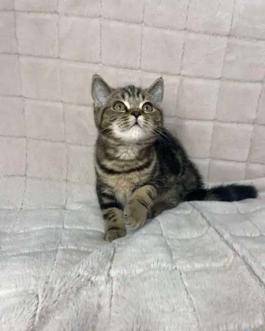 Мраморные Британские котята