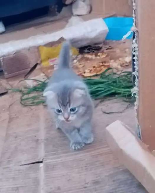 Котёнок