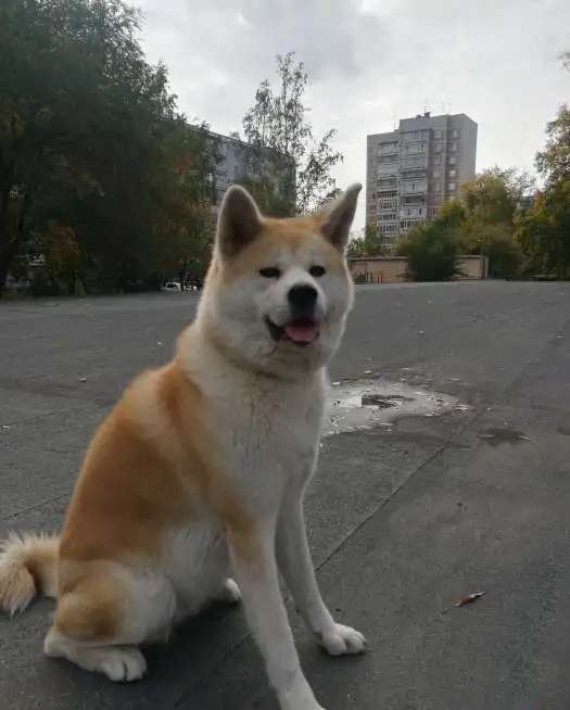 Продам продаются щенки японской