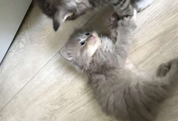 Шотландские котята красивые