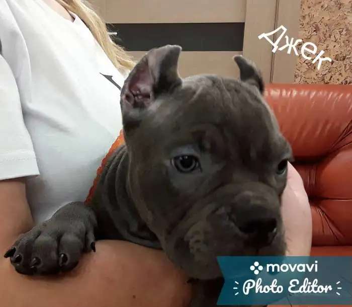 Щенки Американский булли