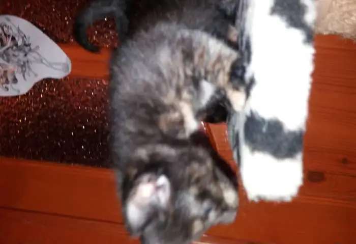 Котята 1 месяц