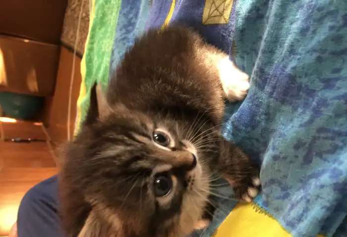 Ищем хозяина для котика