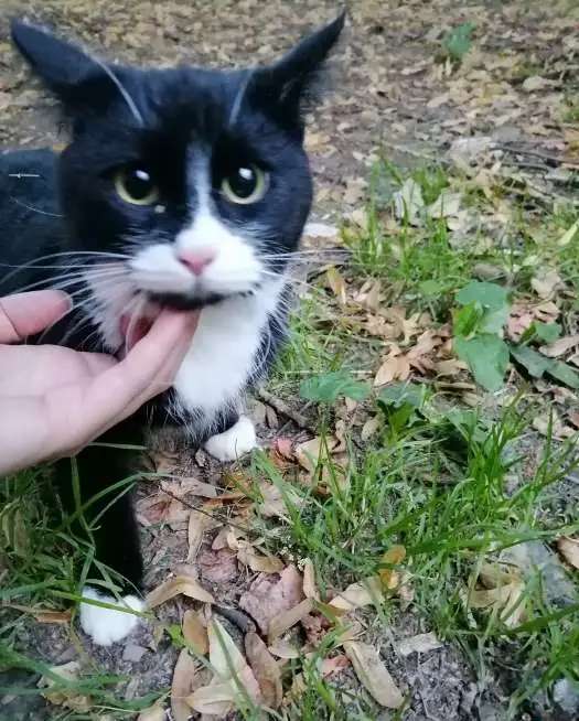 Ищем дом замечательному коту