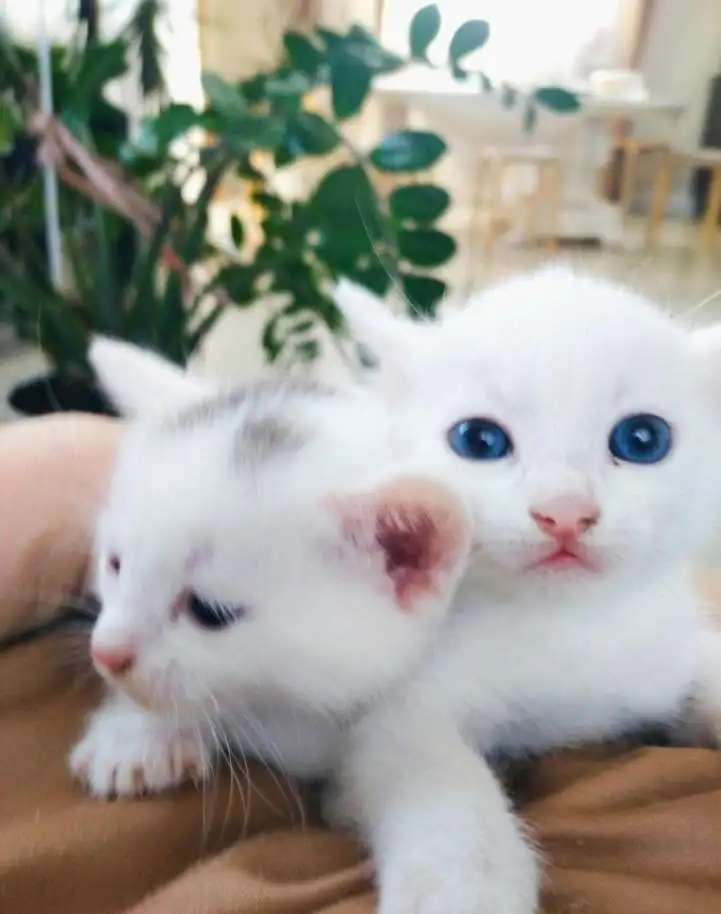 Котята
