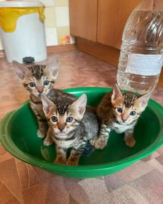Бенгальские котята