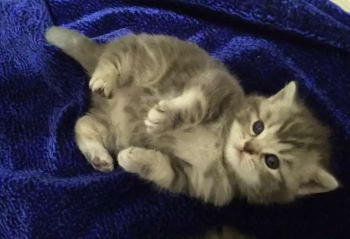 Котенок