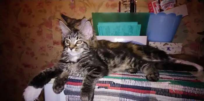 Мейн-куняты ищут новый дом