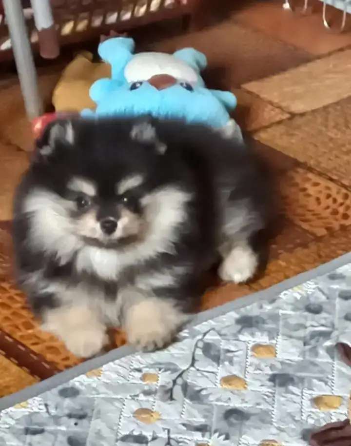 шпицы померашки