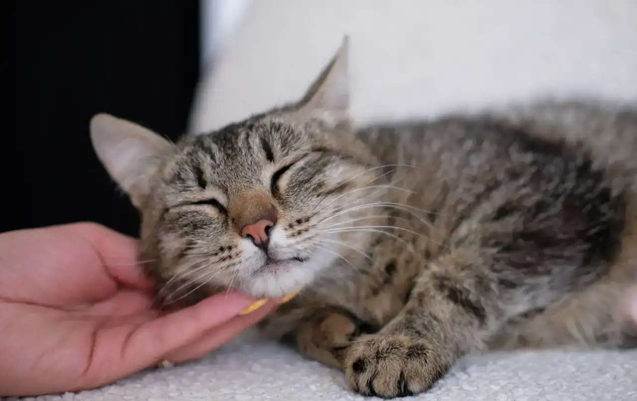 Кошка Фисташка ищет дом