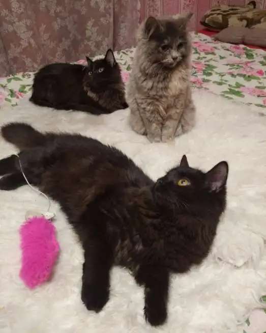 Отдам черную, бомбейскую кошечку