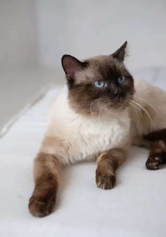 Кот Майкл ищет дом