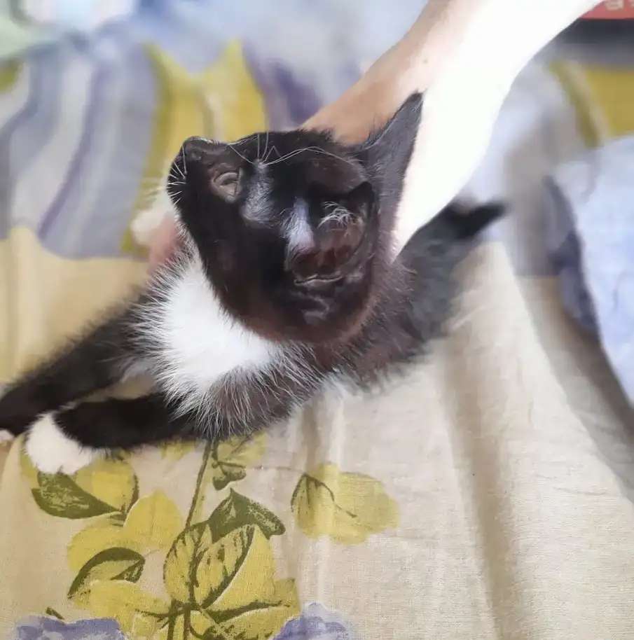 Котята ответственным хозяевам