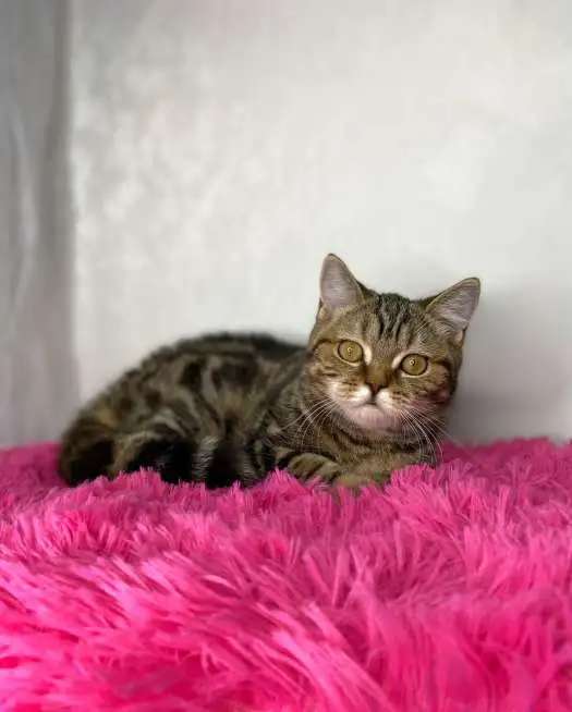 Британские котята
