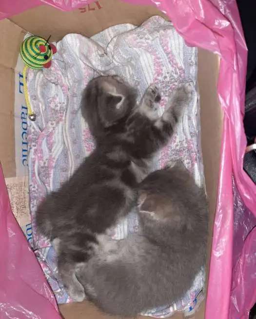 Котёнок