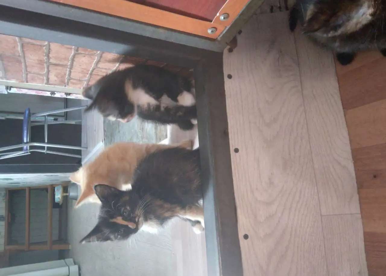 Котята в добрые руки
