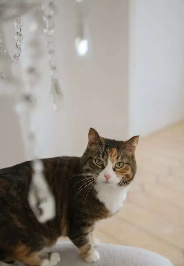 Кошка Глэйс ищет дом