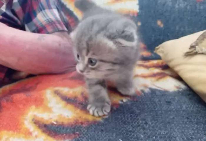 Котёнок
