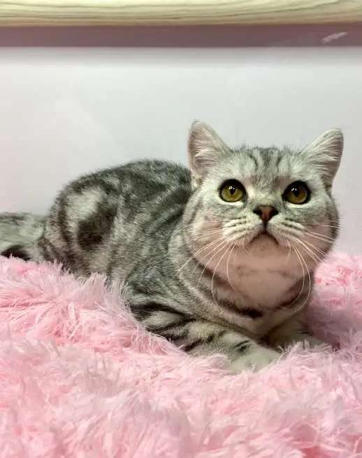 Британский котёнок