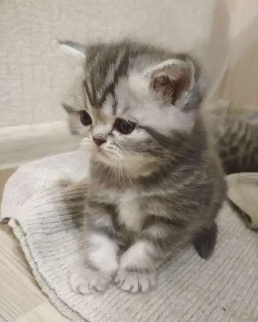 Котенок