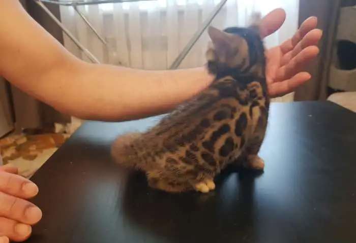 Бенгальские котята