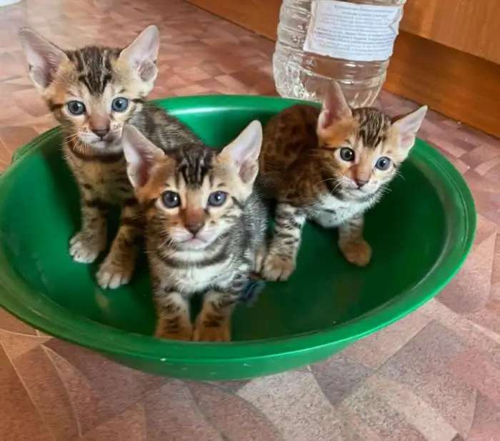 Бенгальские котята