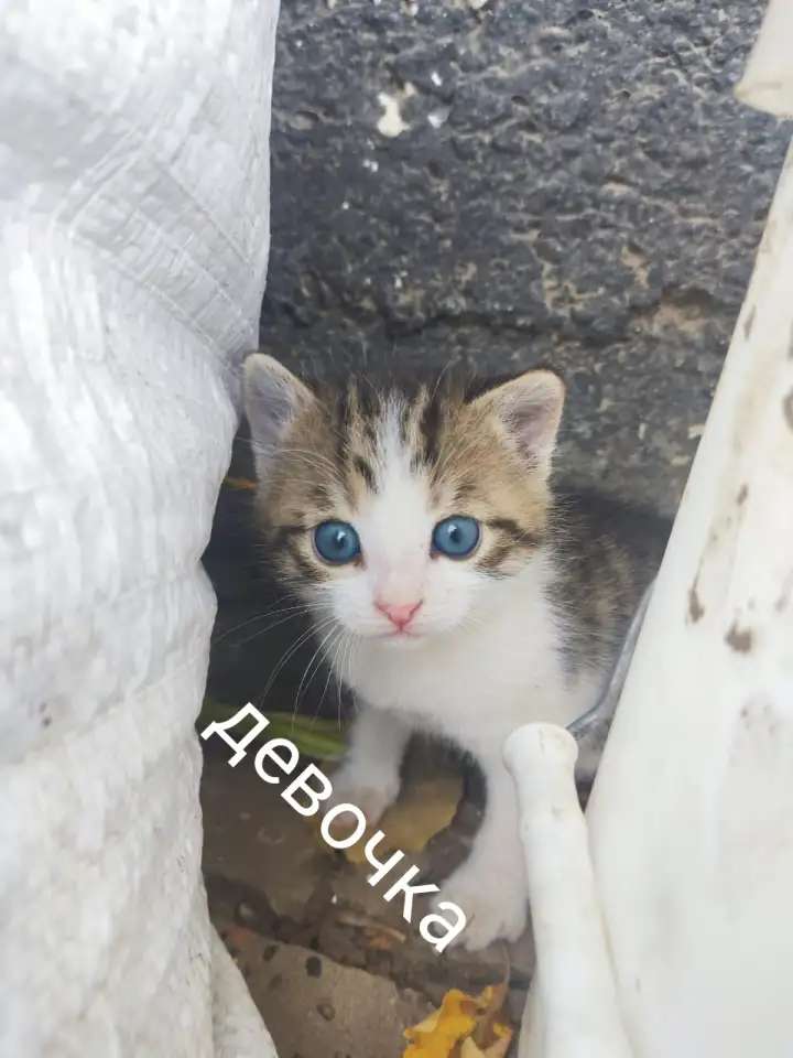 Котята ищут дом