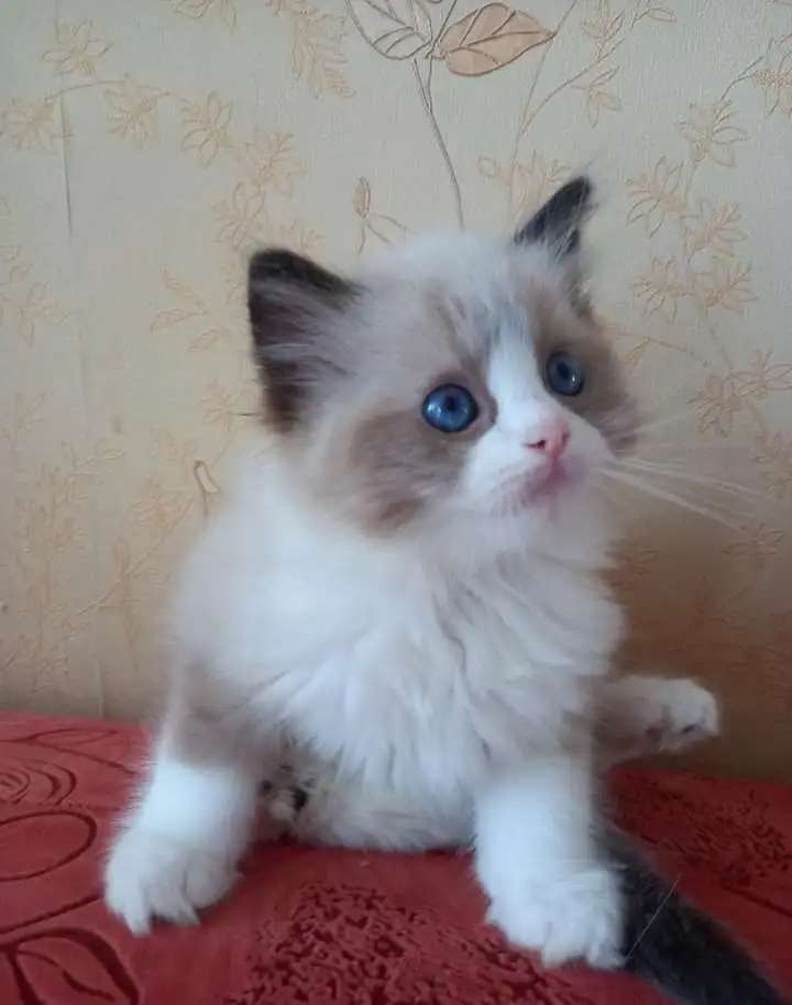 Котята породы Рэгдолл с родословной
