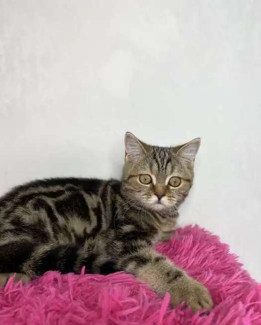 Британские котята