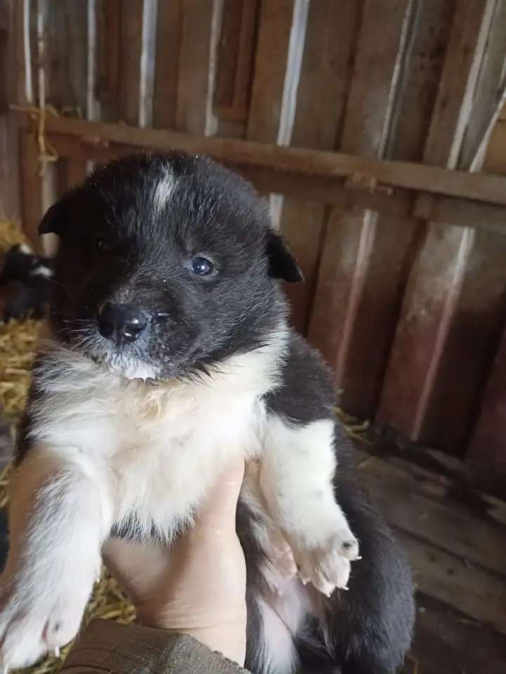 Щенки