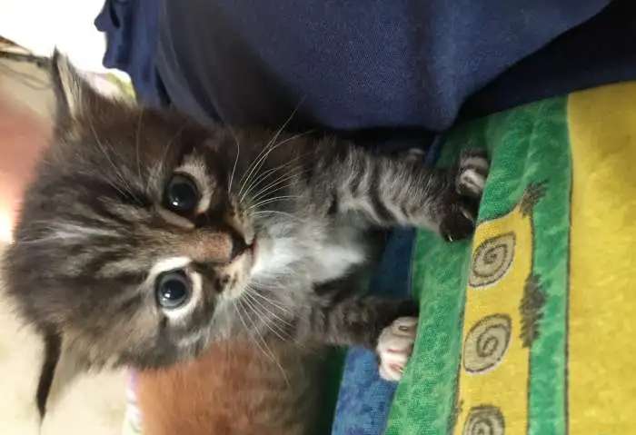 Ищем хозяина для котика