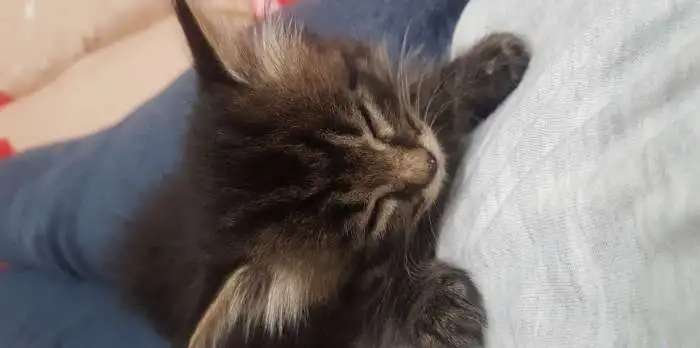 Сибирская кошка, 1,5месяца, приучена к лотку