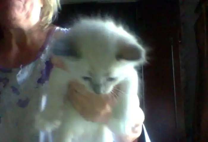 котята 2 месяца