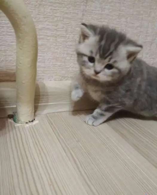 Котенок