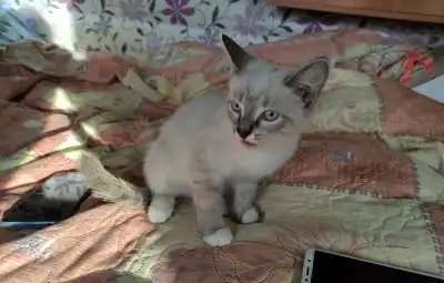 Две веселые кошечки