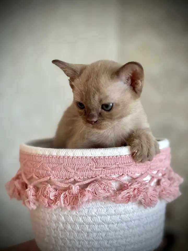 Бурманские клубные котята