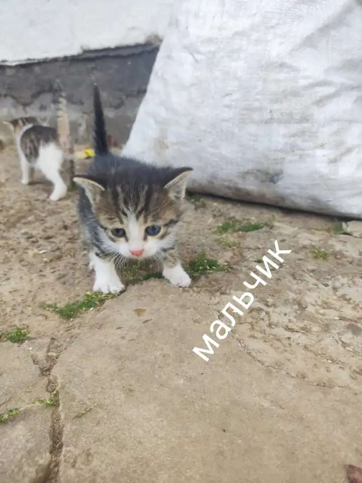 Котята ищут дом