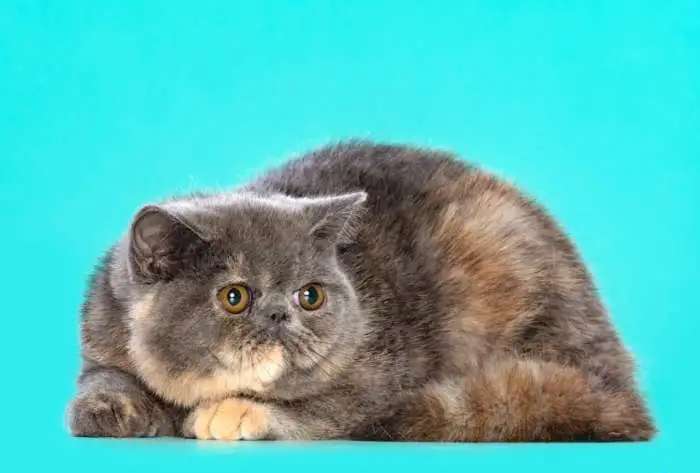 продажа котят