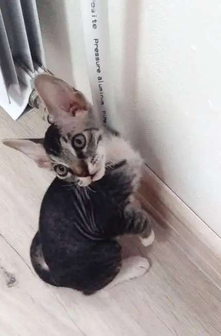 Котята сфинкс