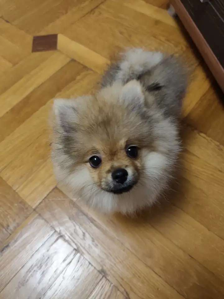 Щенок малого немецкого шпица. Мальчик