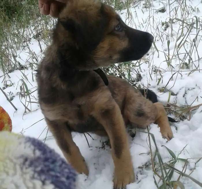 Щенок в добрые руки