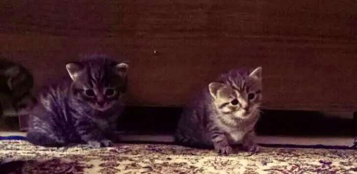 Шотландские котята красивые