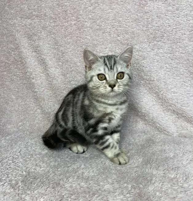 Мраморные Британские котята
