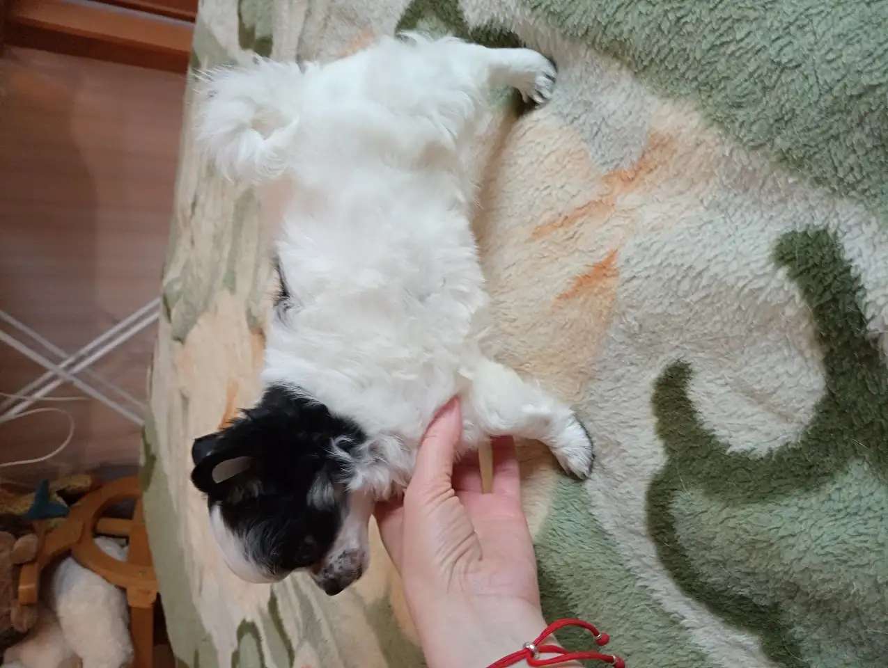 Девочки чихуахуа