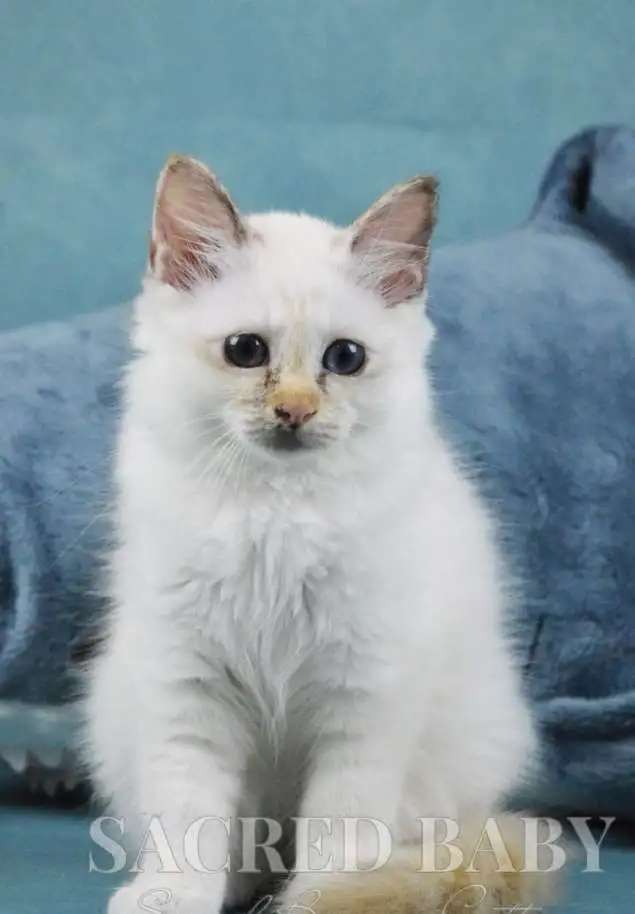 Великолепные котята породы Священная Бирма