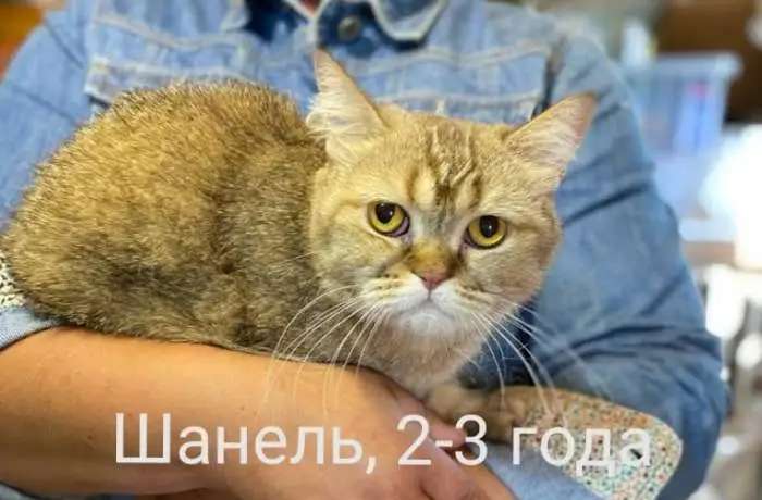 В добрые руки