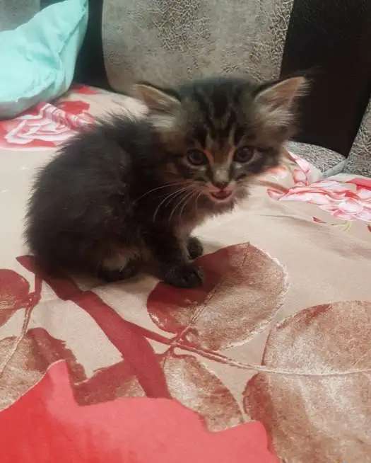 Сибирская кошка, 1,5месяца, приучена к лотку