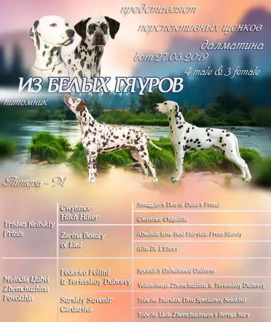 Щенок Далматина