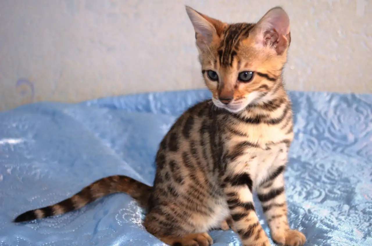 Бенгальский котенок девочка 2 месяца